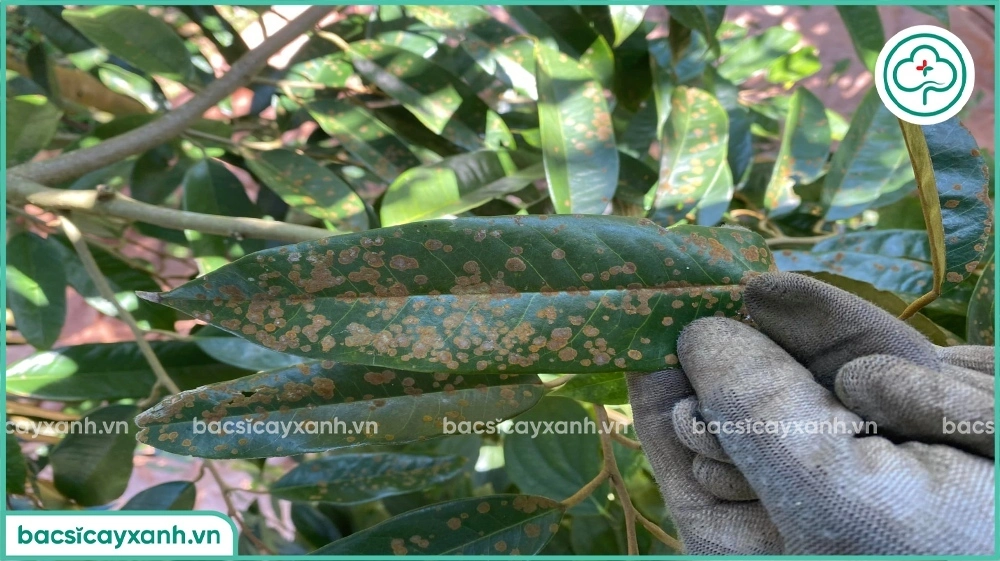 Tác hại của nấm hồng sầu riêng